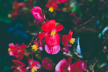 nature, flowers, summer, garden thumbnail