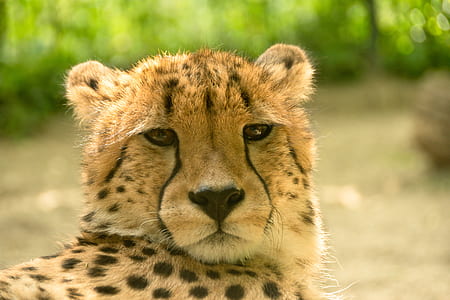 macro shot photography of leopard thumbnail