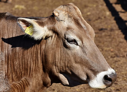 brown cow during daytime thumbnail