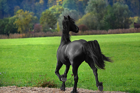 black horse walking near green lawn grass during daytime thumbnail