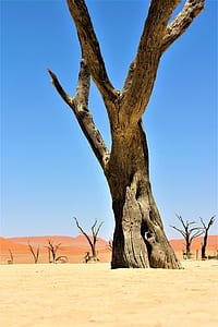 photography of leafless tree during daytime thumbnail