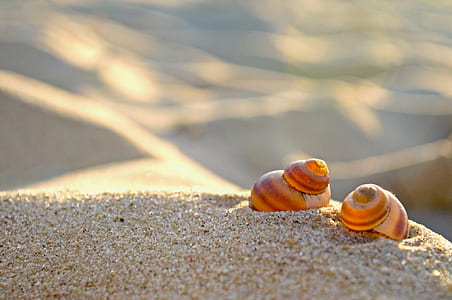 selective photo of brown snail shells on sand thumbnail