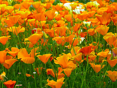 field of orange flowers on bloom at daytime thumbnail