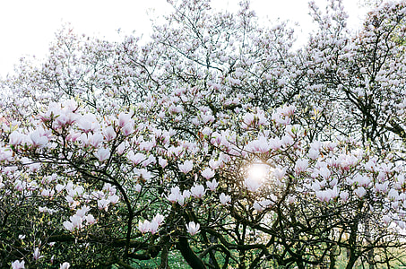 White blooming magnolia thumbnail