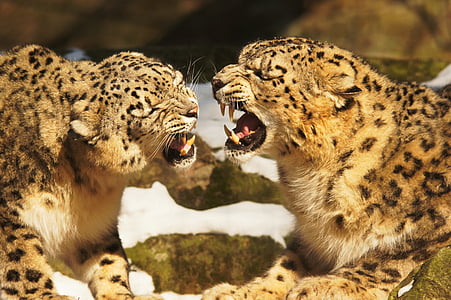 two leopard illustration thumbnail