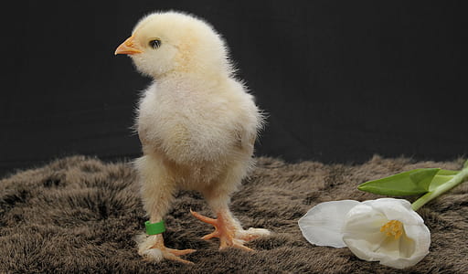 chicks on brown area rug thumbnail