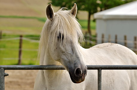 selective focus photography of white horse near white wooden house at daytime thumbnail