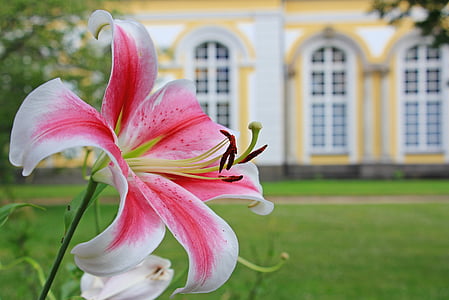 closeup photo of pink-and-white petaled flower thumbnail
