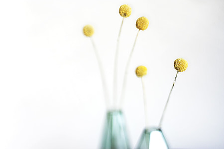 shallow focus photography of yellow flowers thumbnail
