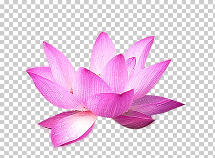 Page 48 1 498 Aquatic Plant Png Cliparts For Free Download Uihere