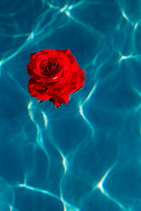 Fresh garden rose on the blue water of a swimming pool on a warm summer day thumbnail