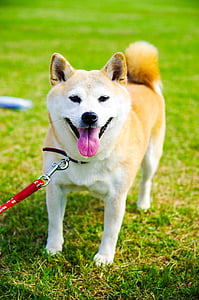 adult red sesame shiba inu on grass field thumbnail