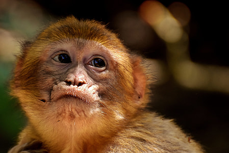 brown monkey in close-up photo thumbnail