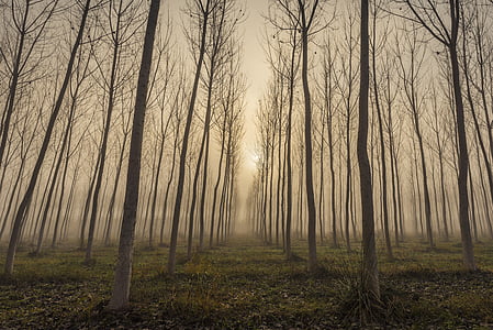 withered trees during golden hour thumbnail