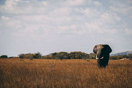 elephant on grass field thumbnail