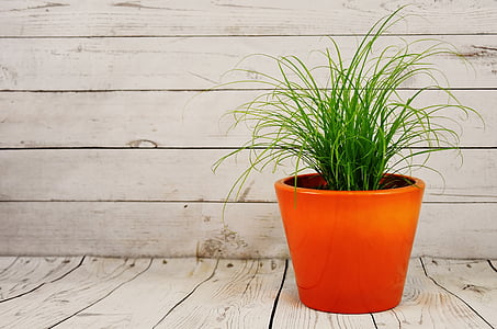 red potted green plant near wooden wall thumbnail
