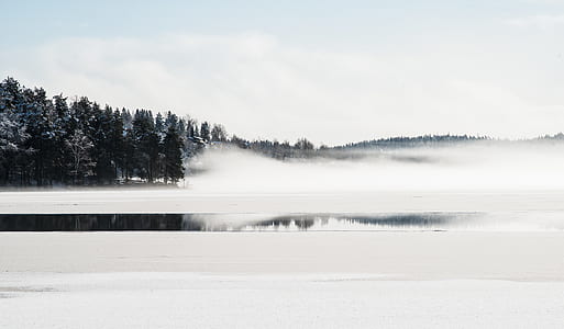 white covered ground with trees on side thumbnail