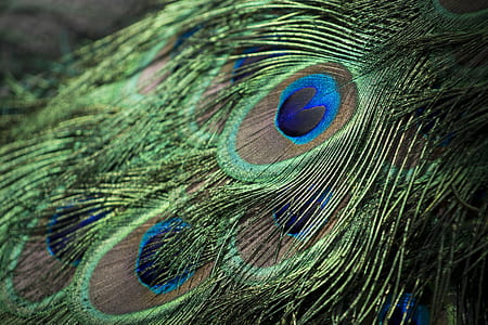 macro photography of peacock's green and blue feather thumbnail