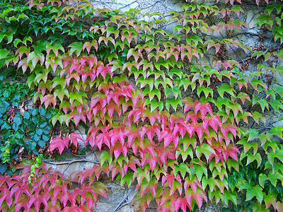 Wild Grapes, Autumn Colors thumbnail