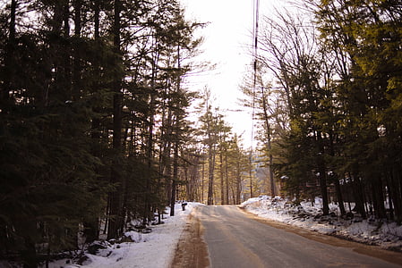 footpath between trees thumbnail