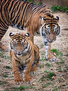 bengal tiger on field thumbnail