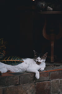 white and brown cat lying on pavement thumbnail