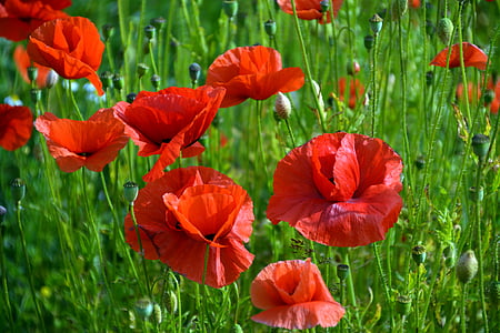 red flower painting with green grass field thumbnail