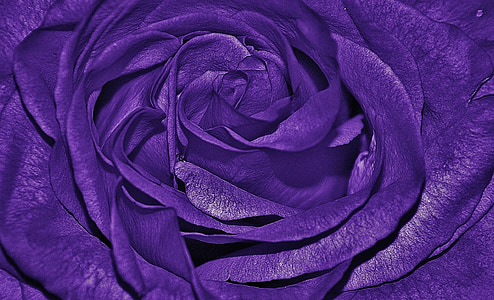 close up photography of purple rose thumbnail