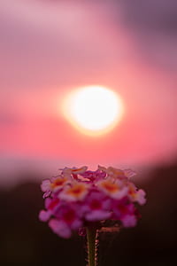 sunset, sunrise, pink, flowers thumbnail