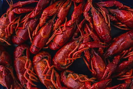 Crayfish on a blue plate thumbnail