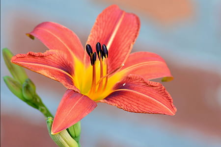 pink and yellow petaled flower thumbnail