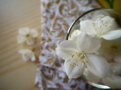 white petaled flowers thumbnail