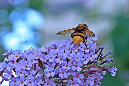 nature, flowers, garden, animal thumbnail