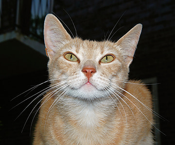 focus photo of brown cat thumbnail