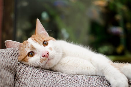 selective focus photo of short-fur white and orange cat thumbnail