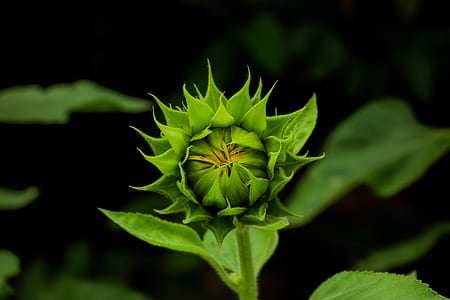 close up photo of sunflower bud thumbnail