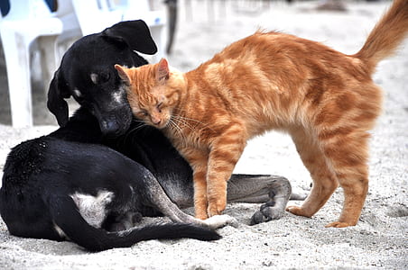 medium short-coated black dog beside orange bullseye tabby cat on sand thumbnail