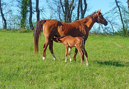 brown horse on green grass field during day time thumbnail