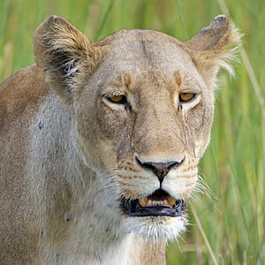 brown lioness thumbnail