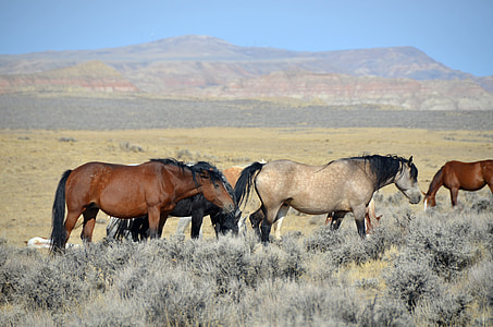 herd of horse eating grass during daytime thumbnail