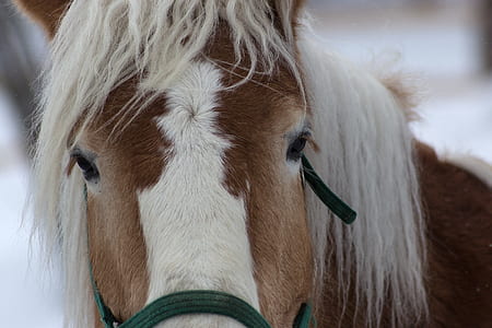 macro shot photography of brown and white horse thumbnail