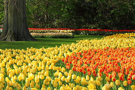 photography of yellow and orange tulip flower field thumbnail