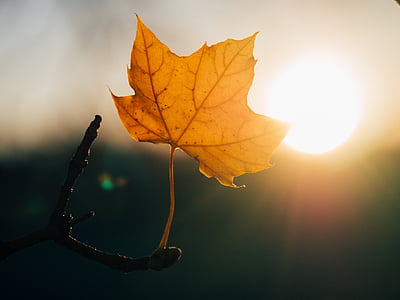 selective focus photography of brown single maple leaf thumbnail