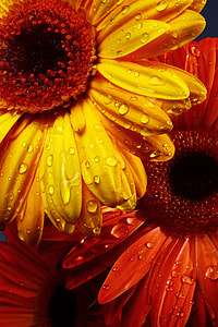yellow sunflower in micro shot thumbnail