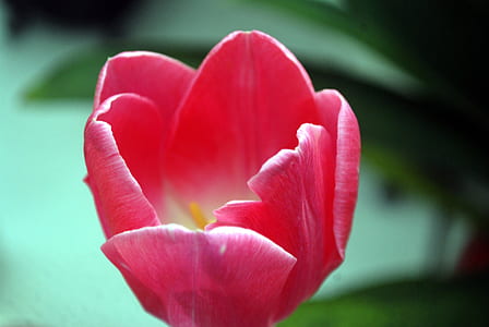 pink petaled flower thumbnail