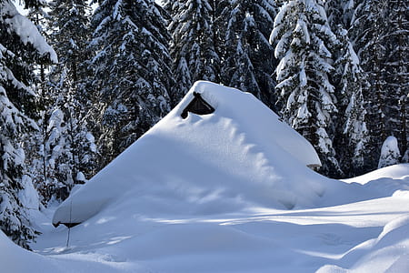 pine trees and house filled with snow thumbnail