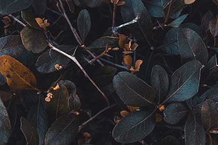 green leafed plant during daytime thumbnail