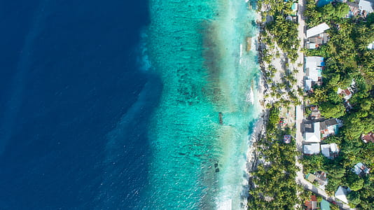 High-angle Photo of Green High Trees Beside Body of Water thumbnail