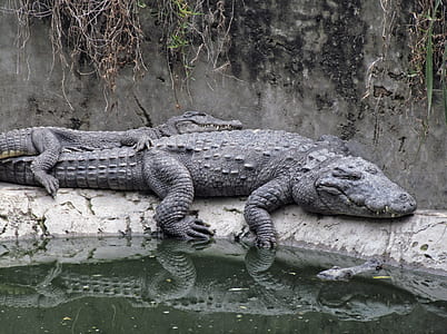 black alligator beside body of water during daytime thumbnail