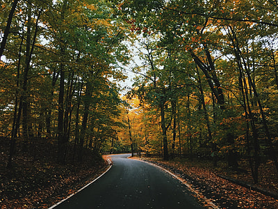 road surrounded by trees thumbnail